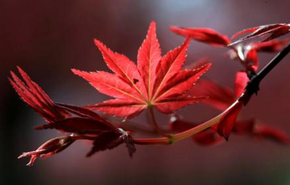 短信群發(fā)平臺(tái)-企業(yè)選擇短信營(yíng)銷的好處！